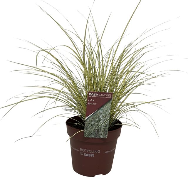 Picture of Carex brunnea jenneke