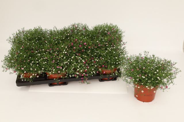Picture of Gypsophila muralis duo