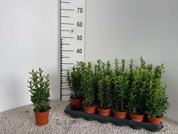 Picture of EUONYMUS JAPONICA GREEN SPIRE
