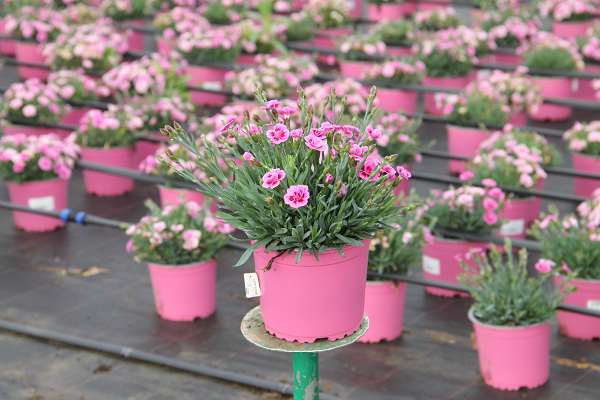 Picture of DIANTHUS PINK KISSES P13CM C1L