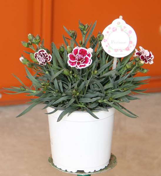 Picture of DIANTHUS PERFUME NATURAL P13CM C1L