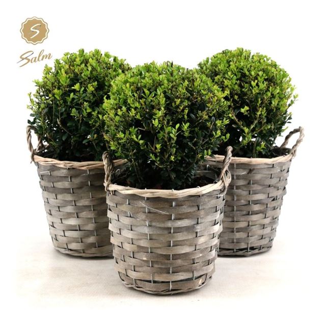 Picture of ILEX CRENATA BALL 020CM IN BASKET