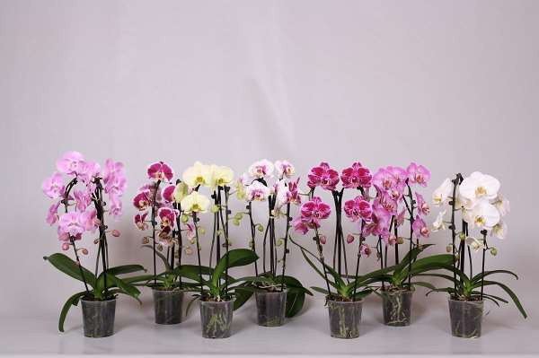 Picture of PHALAENOPSIS 02-STEM NIAGARA FALL MIX