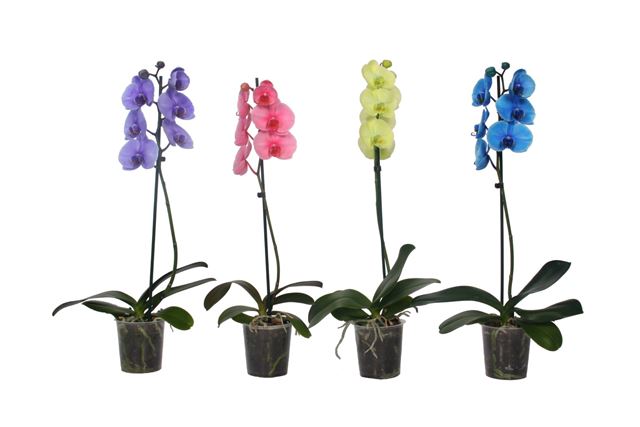 Picture of PHALAENOPSIS 01-STEM COLORE MIX
