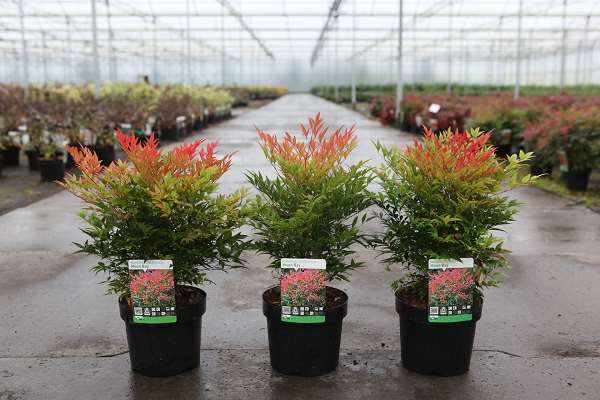 Picture of NANDINA DOMESTICA MOON BAY