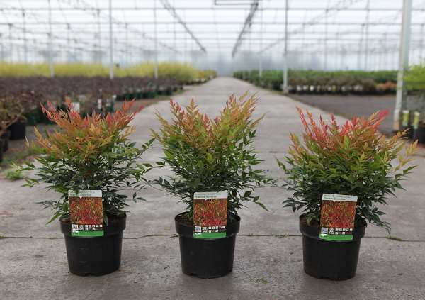 Picture of NANDINA DOMESTICA SIENNA SUNRISE