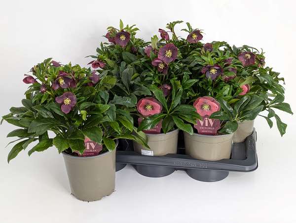 Picture of HELLEBORUS ORIENTALIS VIV VICTORIA