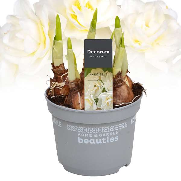 Picture of NARCISSUS ERLICHEER