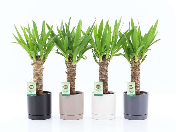 Picture of Yucca in ceramic