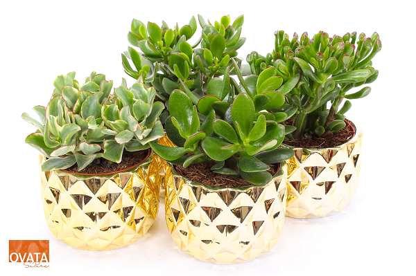 Picture of CRASSULA MIX IN GOLD CERAMIC