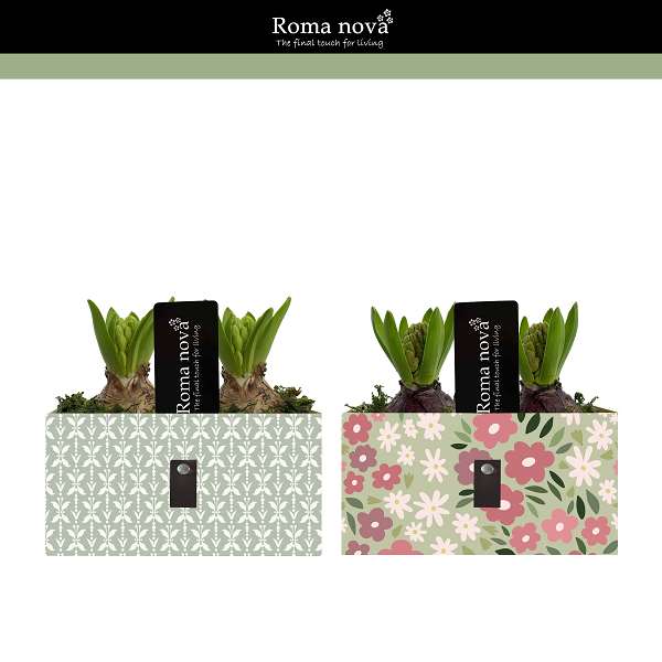 Picture of Hyacinthus 02bulbs blossom bliss