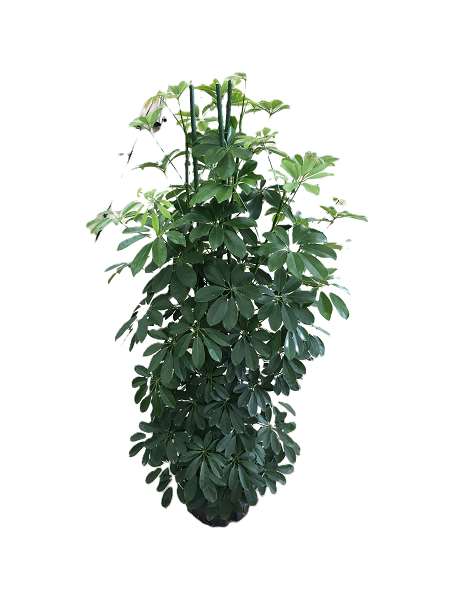 Picture of Schefflera arboricola compacta