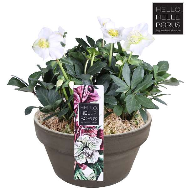 Picture of HELLEBORUS NIGER CHRISTMAS CAROL IN STONE BOWL