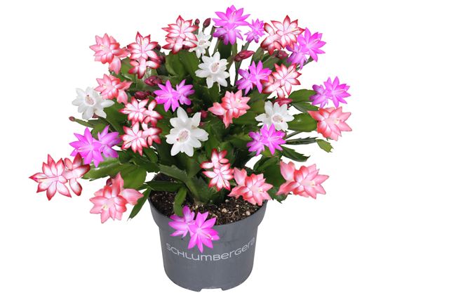 Picture of SCHLUMBERGERA QUATTROLOR 70+