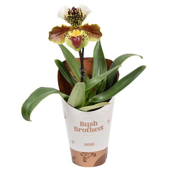 Picture of PAPHIOPEDILUM USA XXL