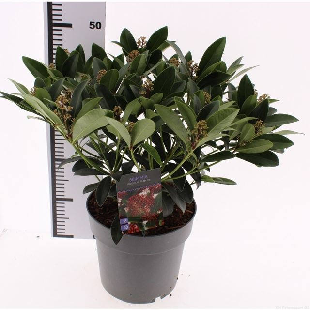 Picture of Skimmia japonica rubella 25+fl