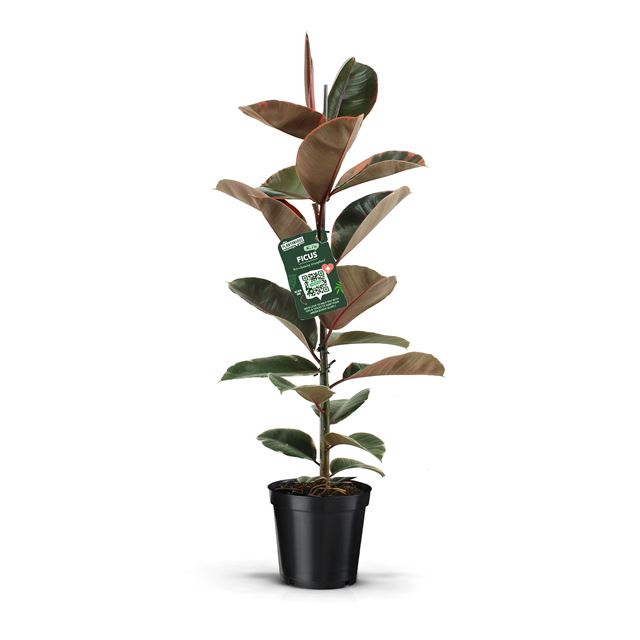 Picture of FICUS ELASTICA BELIZE