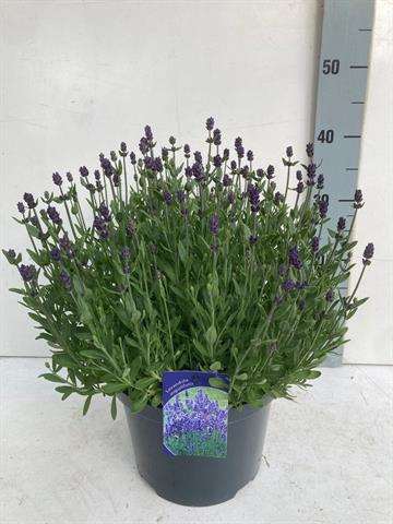 Picture of LAVANDULA ANGUSTIFOLIA HIDCOTE