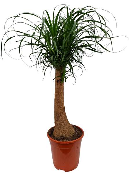 Picture of Beaucarnea recurvata nolina straight stem