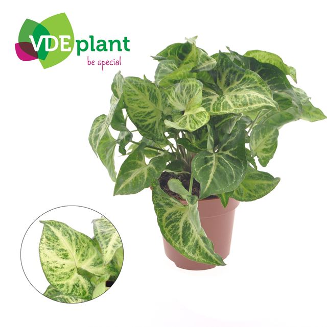 Picture of Syngonium arrow