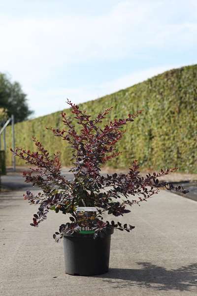 Picture of Berberis ott  superba