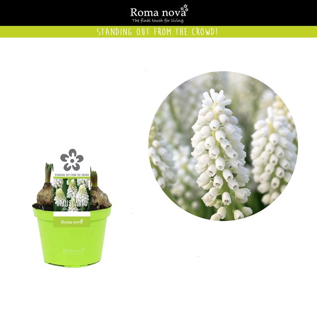 Picture of Muscari armeniacum white magic
