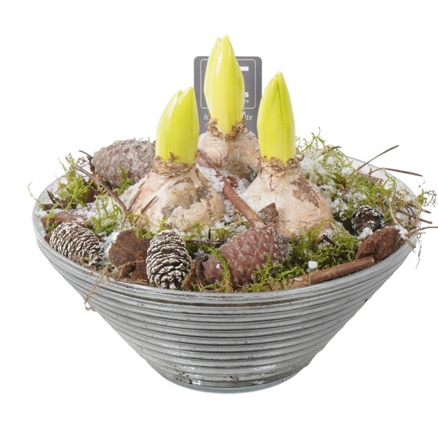 Picture of HYACINTHUS 03BULBS GLASS BOWL