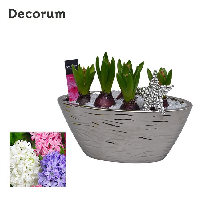 Picture of HYACINTHUS 06BULBS BOAT CERAMIC + STAR