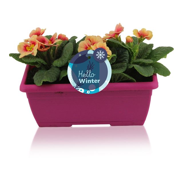 Picture of Primula acaulis in pink windowbox