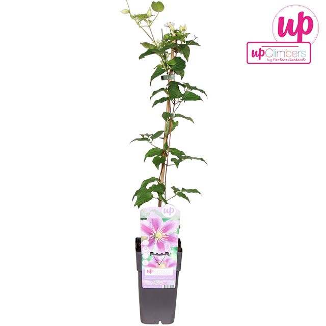 Picture of Clematis pillu