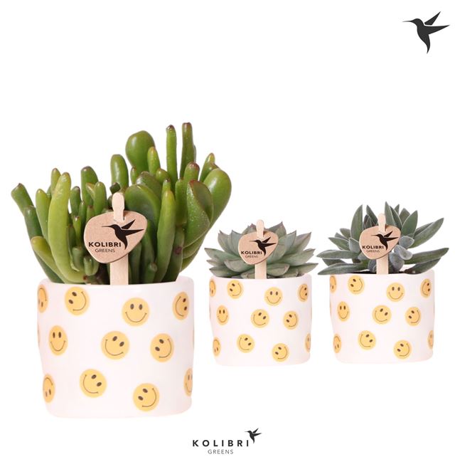Picture of Succulent mix in ceramic smiley