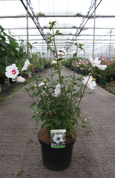Picture of HIBISCUS SYRIACUS SHINTAEYANG