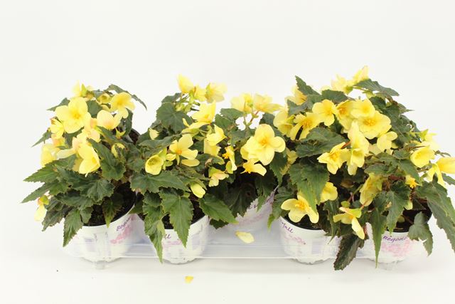 Picture of BEGONIA BOLIVIENSIS BEAUVILIA LEMON