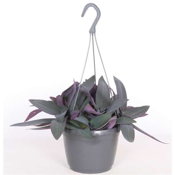 Picture of TRADESCANTIA PURPLE HEART HANGING BASKET