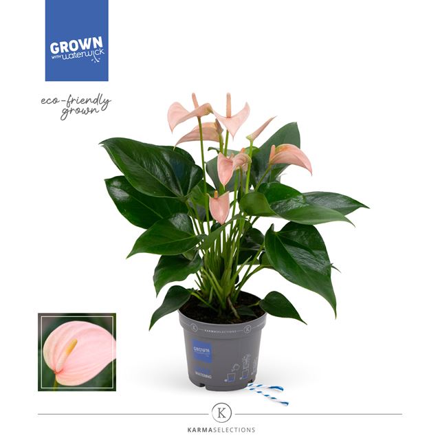 Picture of ANTHURIUM ANDREANUM MULTIFLORA SALMON PINK