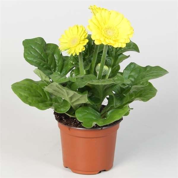 Picture of GERBERA YELLOW