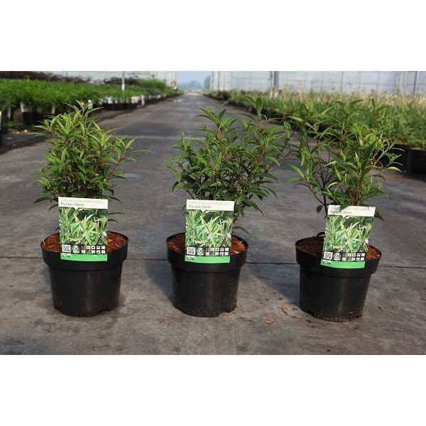Picture of Sarcococca hookeriana purple stem