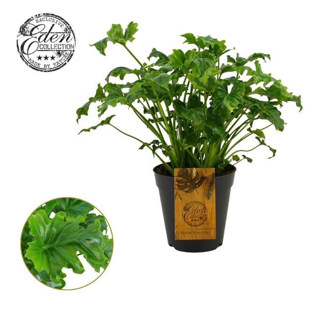 Picture of Philodendron atlantis