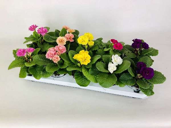 Picture of PRIMULA ACAULIS DREAMER MIX