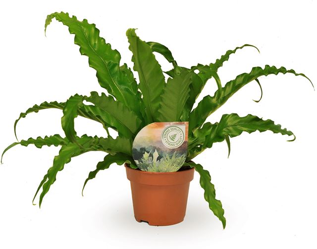 Picture of Asplenium antiquum osaka