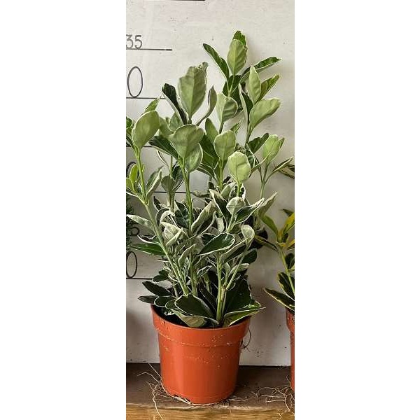 Picture of EUONYMUS JAPONICA KATHY