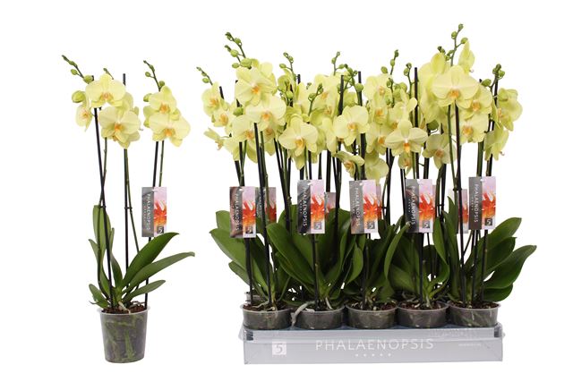 Picture of PHALAENOPSIS 03-STEM  VOLTERRA