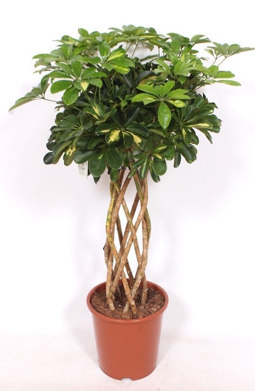 Picture of Schefflera gold capella helix stem