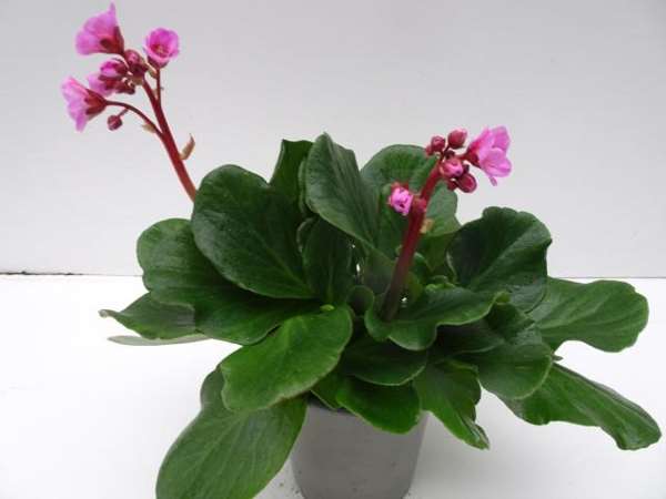 Picture of BERGENIA CORDIFOLIA ROSENKRISTALL