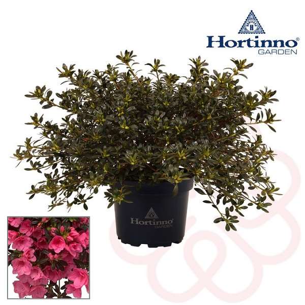 Picture of Rhododendron simsii (azalea) cascadula