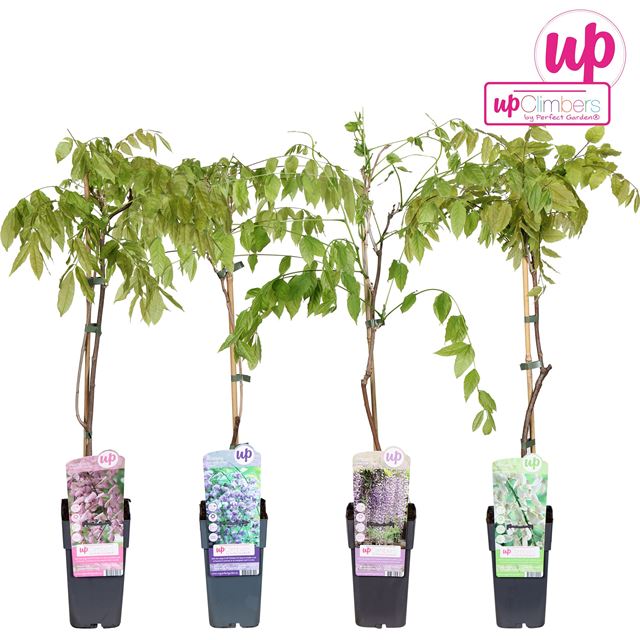 Picture of Wisteria mix