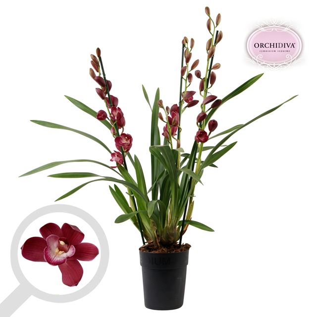 Picture of CYMBIDIUM 04-STEM RED