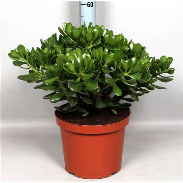 Picture of CRASSULA OVATA