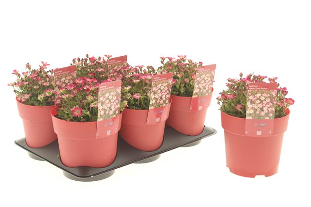 Picture of Saxifraga early picotee