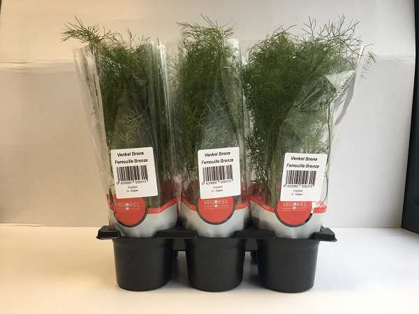 Picture of Fennel bronze bio